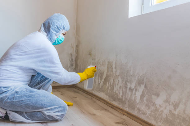 Licensed Attic Mold Remediation service in Hawthorne, FL - Car Mold Remediation