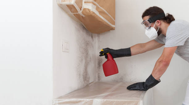 Professional Attic Mold Remediation technician working in Hawthorne, FL