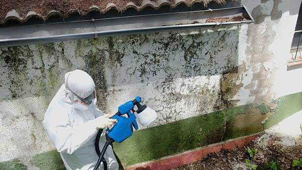 Top rated local Attic Mold Remediation specialists in Hawthorne, FL